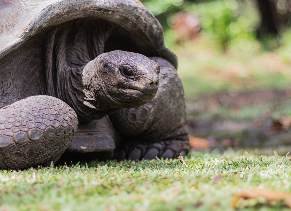 Tortoise_seychelles_free_stock_photo_unsplash_dan-maisey_2020